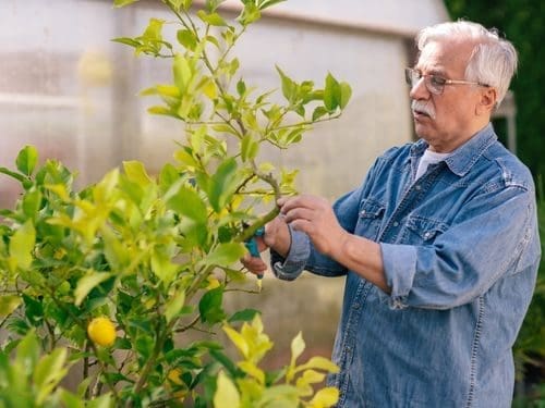 Anziano signore si prende cura del suo giardino