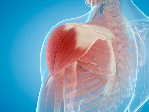 Scopri quali sono le componenti strutturali della spalla! Anatomia della spalla