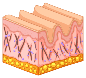 funzionamento e benefici terapeutici